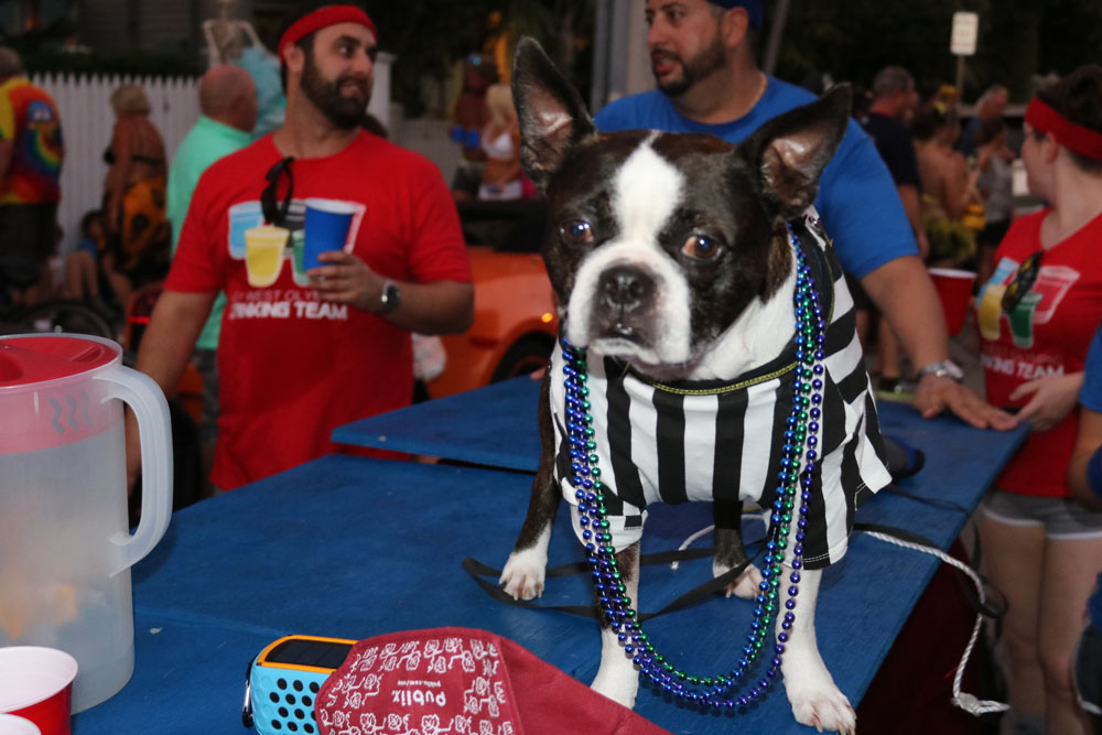 Masquerade March 2018 photo - Duval Street, Key West